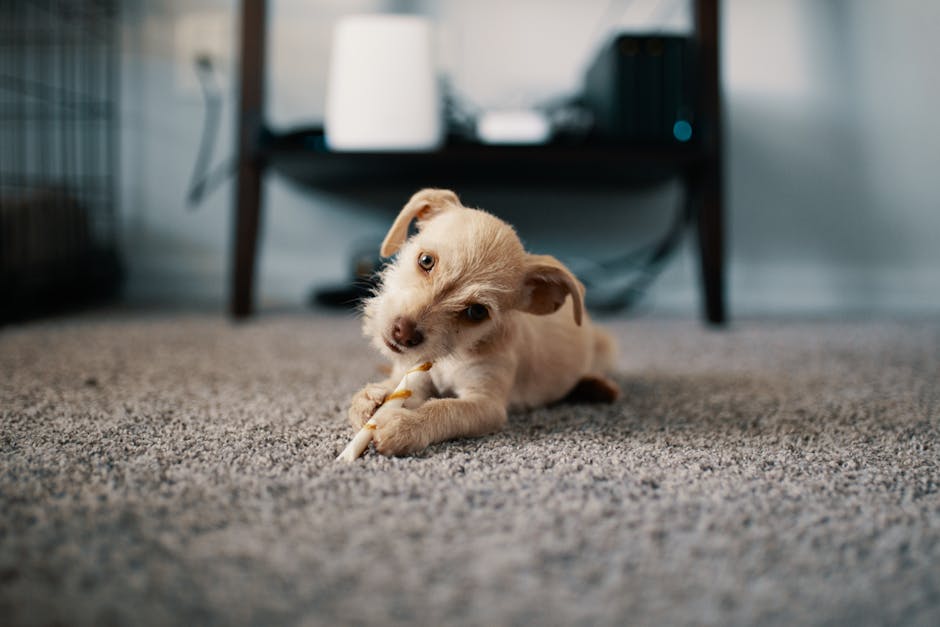 A small, light-colored puppy lying on a textured gray carpet in a living room, chewing on a white rope toy. The room features soft, natural lighting with a black coffee table and a white appliance visible in the background. The carpet appears clean and well-maintained, highlighting effective surface cleaning and deep cleaning processes by Mayfair Carpet Cleaners, showcasing a hygienic environment suitable for domestic cleaning and odour control solutions for pet urine and smoke in Mayfair flats.